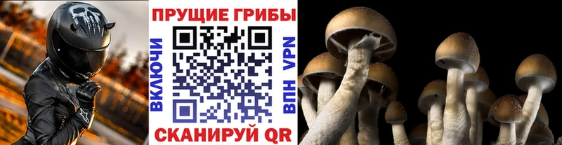 даркнет сайт  сайты даркнета Telegram  Псилоцибиновые грибы GOLDEN TEACHER  Бердск 