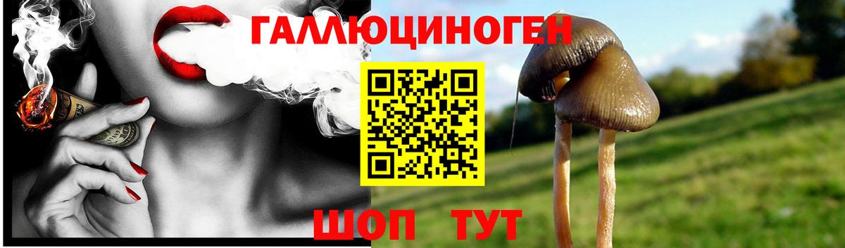 Псилоцибиновые грибы мухоморы  Бердск  Псилоцибиновые грибы GOLDEN TEACHER 